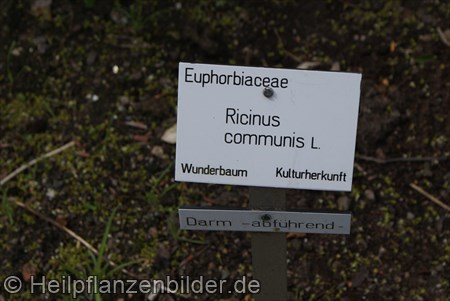 Ricinus Communis